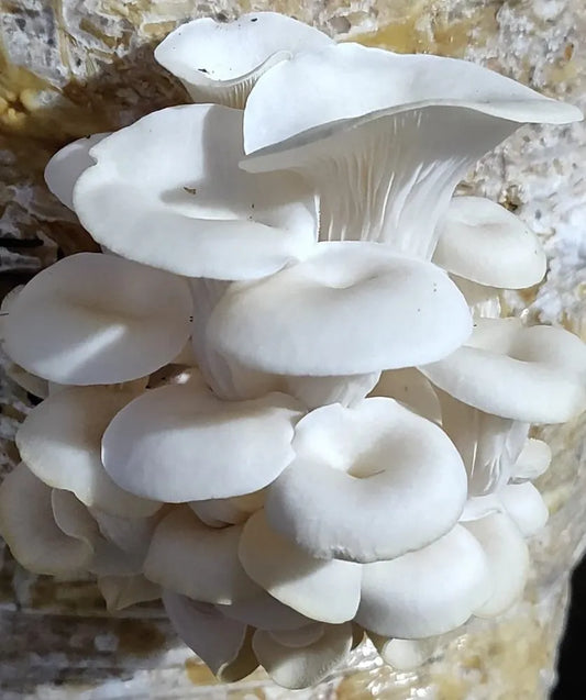 White Oyster mushroom strain (Pleurotus ostreatus) - best quality, fresh, mushroom mycelium spawn