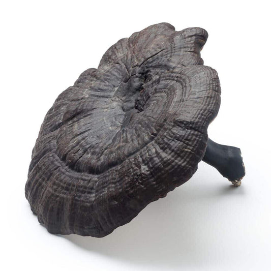 Black Reishi mushroom strain (Ganoderma formosanum) - best quality, fresh, mushroom mycelium spawn