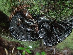 Black Reishi mushroom strain (Ganoderma formosanum) - best quality, fresh, mushroom mycelium spawn