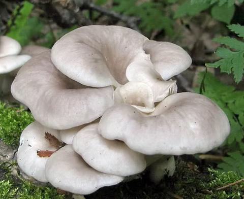 Branched Oyster Mushroom Strain (Pleurotus cornucopiae) - Best Quality, Fresh Mushroom Mycelium Spawn Medifungi