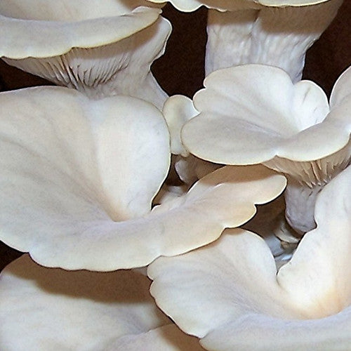 Branched Oyster Mushroom Strain (Pleurotus cornucopiae) - Best Quality, Fresh Mushroom Mycelium Spawn Medifungi