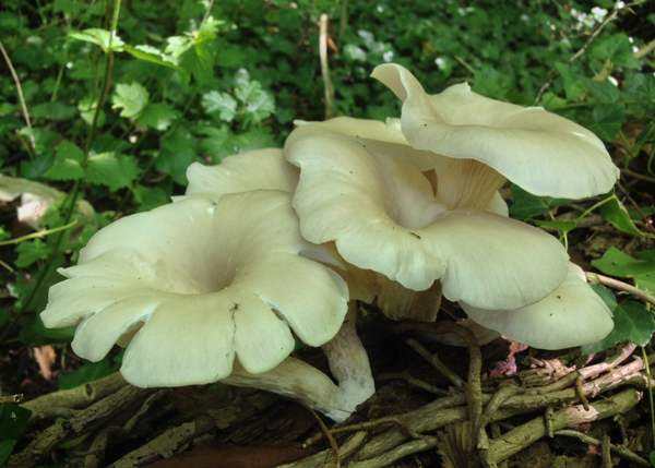 Branched Oyster Mushroom Strain (Pleurotus cornucopiae) - Best Quality, Fresh Mushroom Mycelium Spawn Medifungi