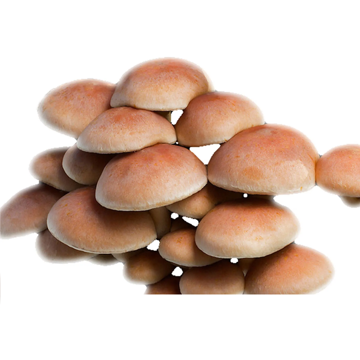 Brick Cap Mushroom Strain (Hypholoma sublateritium) - Best Quality, Fresh Mushroom Mycelium Spawn Medifungi
