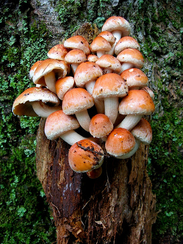 Brick Cap Mushroom Strain (Hypholoma sublateritium) - Best Quality, Fresh Mushroom Mycelium Spawn Medifungi