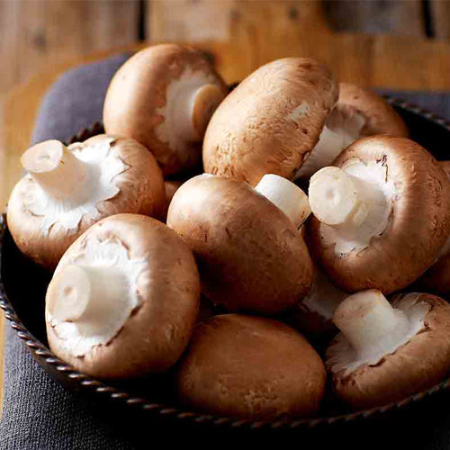 Brown Button/Portobello Mushroom Spawn (Agaricus bisporus) - Fresh Belgian Mycelium Medifungi