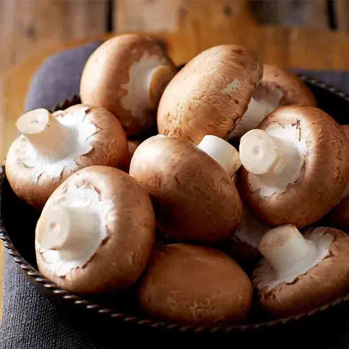 Brown Button/Portobello Mushroom Spawn (Agaricus bisporus) - Fresh Belgian Mycelium Medifungi