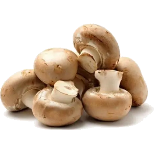 Brown Button/Portobello Mushroom Spawn (Agaricus bisporus) - Fresh Belgian Mycelium Medifungi