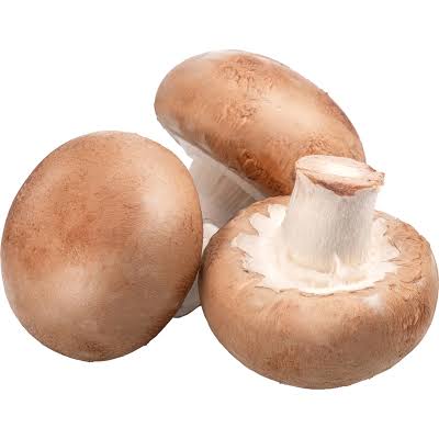 Brown Button/Portobello Mushroom Spawn (Agaricus bisporus) - Fresh Belgian Mycelium Medifungi