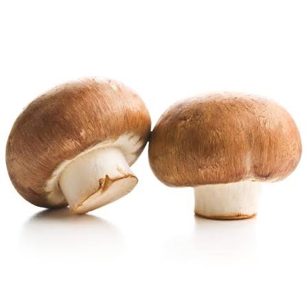 Brown Button/Portobello Mushroom Spawn (Agaricus bisporus) - Fresh Belgian Mycelium Medifungi