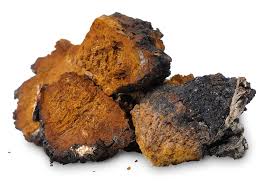 Chaga mushroom strain (Inonotus obliquus) - best quality, fresh, mushroom mycelium spawn