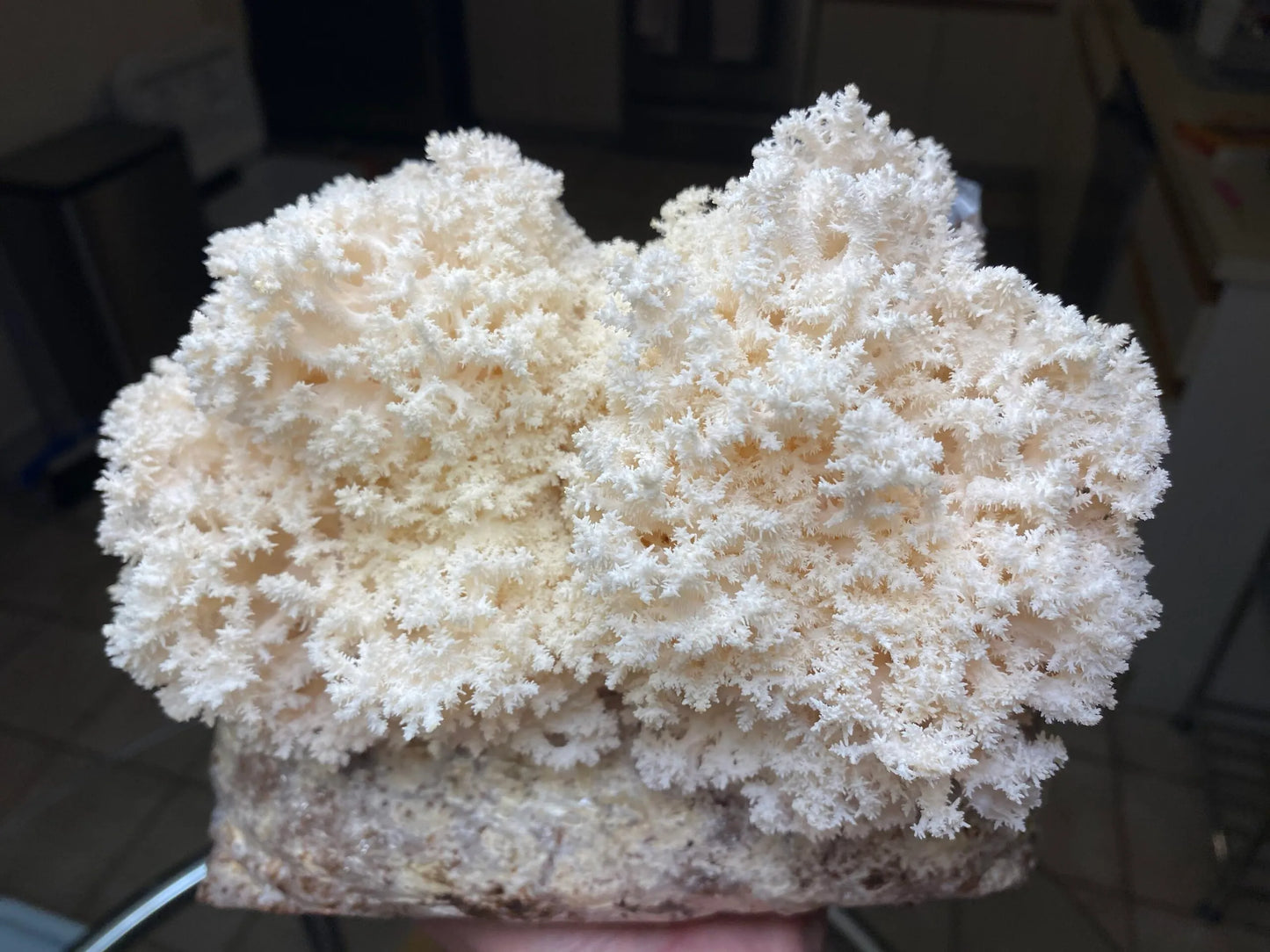 Comb Tooth/Corel mushroom strain (Hericum coralloides) - best quality, fresh, mushroom mycelium spawn