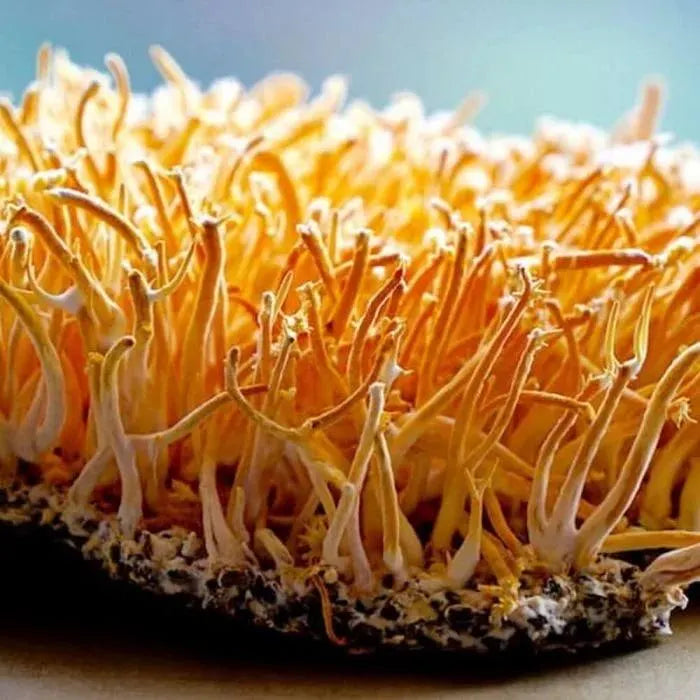 Cordyceps mushroom strain (Cordyceps militaris) - best quality, fresh, mushroom mycelium spawn