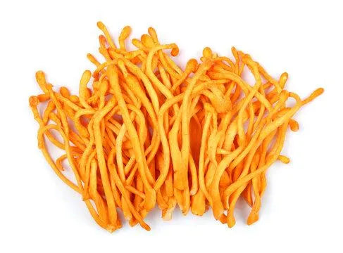 Cordyceps mushroom strain (Cordyceps militaris) - best quality, fresh, mushroom mycelium spawn