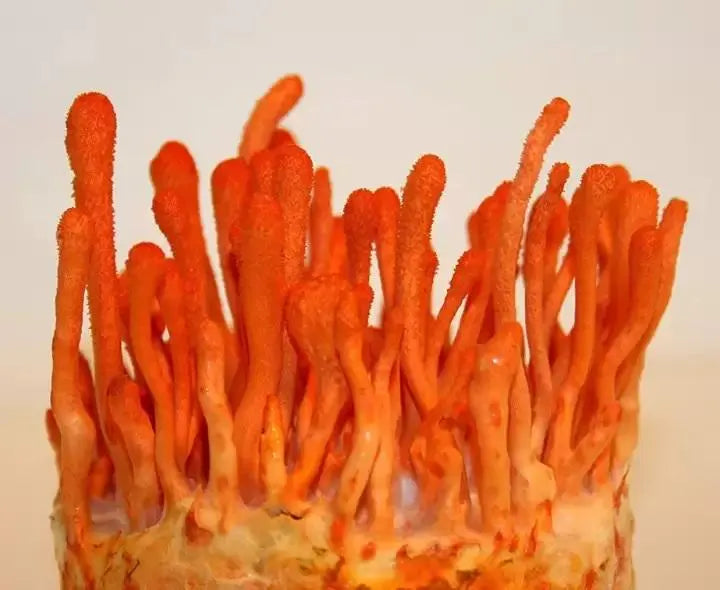 Cordyceps mushroom strain (Cordyceps militaris) - best quality, fresh, mushroom mycelium spawn