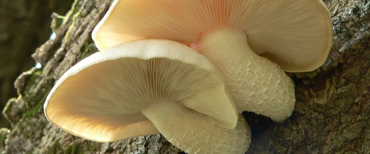 Elm Oyster mushroom strain (Hypsizygus ulmarius) - best quality, fresh, mushroom mycelium spawn