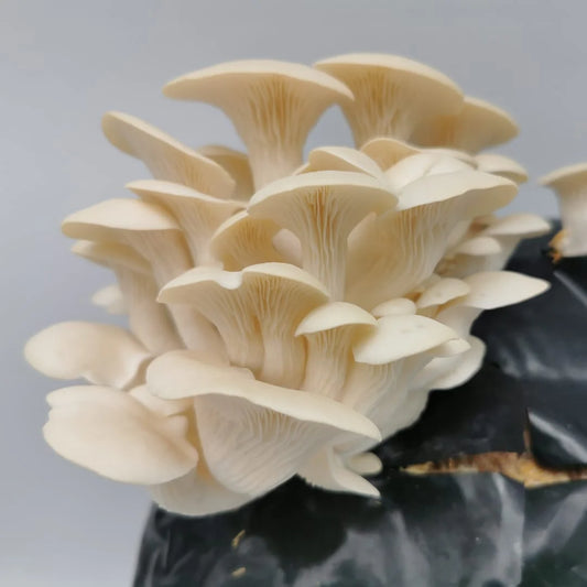 Elm Oyster mushroom strain (Hypsizygus ulmarius) - best quality, fresh, mushroom mycelium spawn
