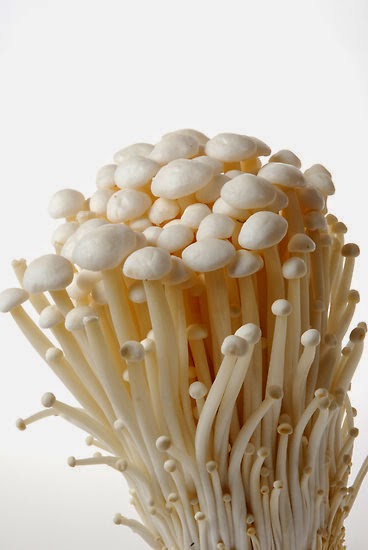 Enoki mushroom strain (Flammulina velutipes) - best quality, fresh, mushroom mycelium spawn, on rye grain