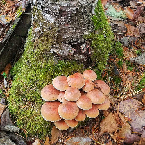 Brick Cap Mushroom Strain (Hypholoma sublateritium) - Best Quality, Fresh Mushroom Mycelium Spawn Medifungi