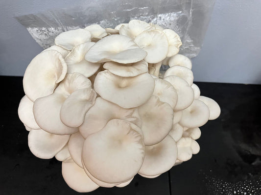 Florida Oyster mushroom strain (Pleurotus florida) - best quality, fresh, mushroom mycelium spawn