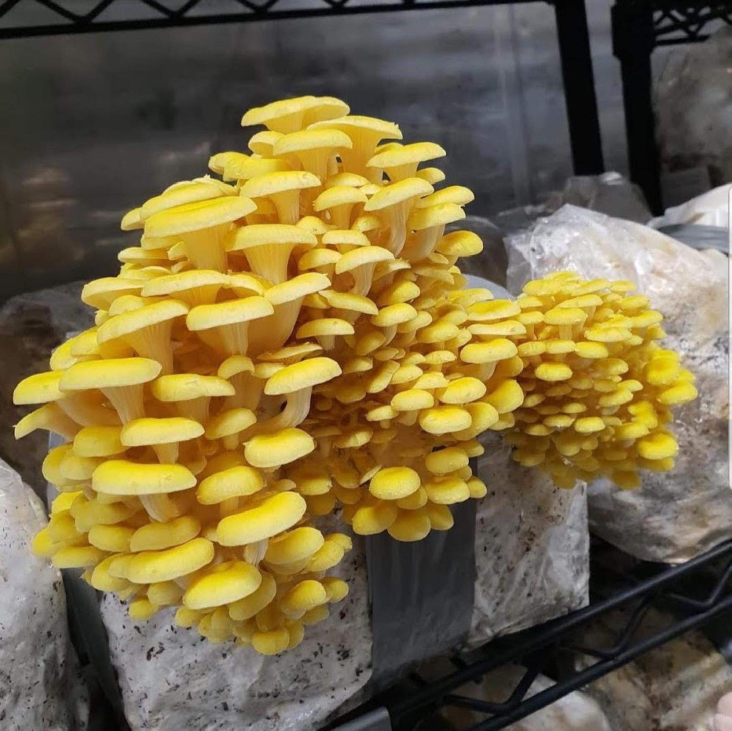 Golden Oyster Mushroom strain (Pleurotus citrino) - Medifungi