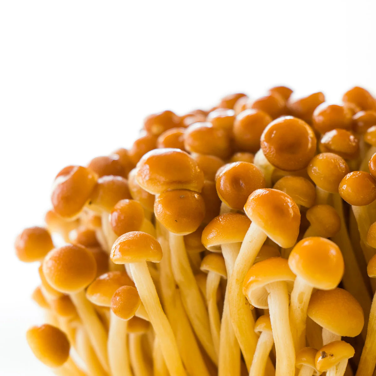 Golden Enoki Mushroom Strain (Flammulina velutipes) - Best Quality, Fresh Mushroom Mycelium Spawn Medifungi