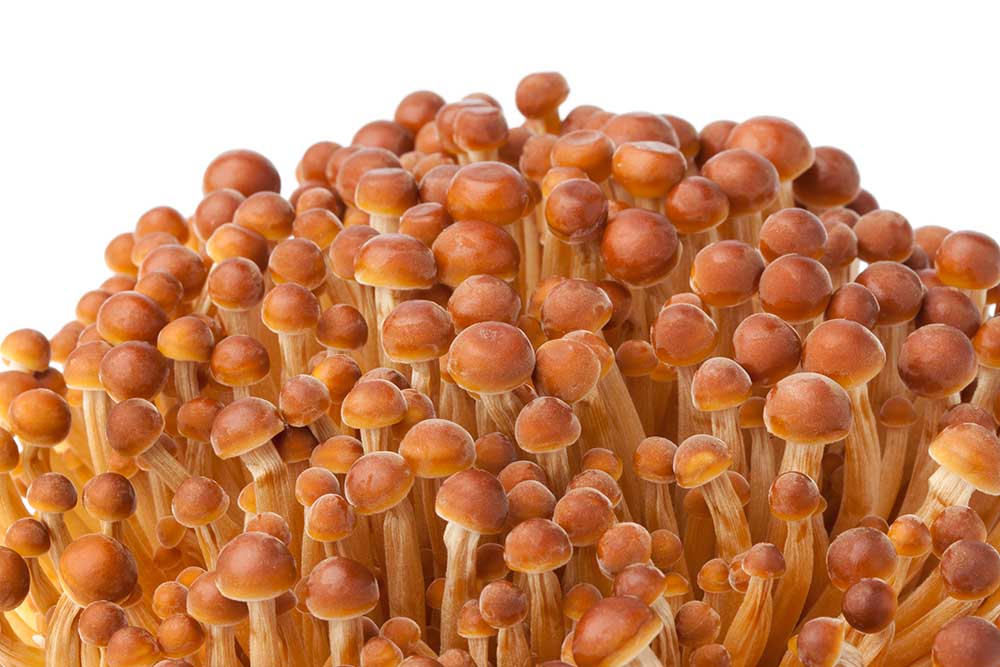 Golden Enoki Mushroom Strain (Flammulina velutipes) - Best Quality, Fresh Mushroom Mycelium Spawn Medifungi