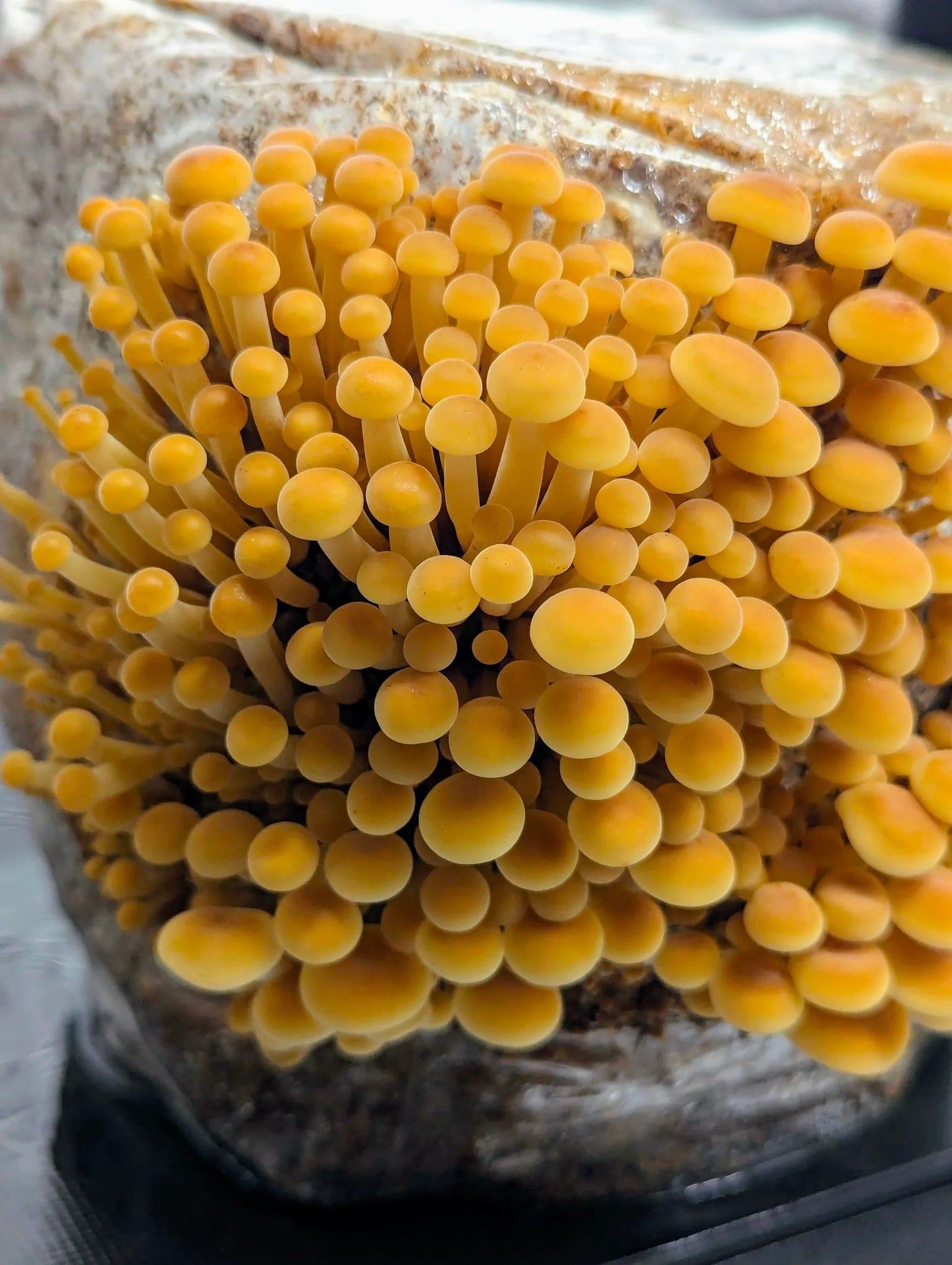 Golden Enoki Mushroom Strain (Flammulina velutipes) - Best Quality, Fresh Mushroom Mycelium Spawn Medifungi
