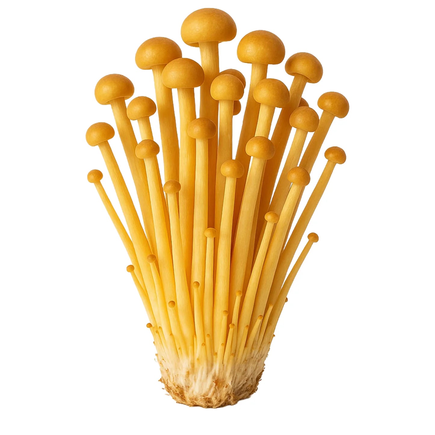 Golden Enoki Mushroom Strain (Flammulina velutipes) - Best Quality, Fresh Mushroom Mycelium Spawn Medifungi