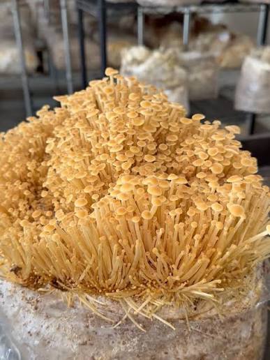 Golden Enoki Mushroom Strain (Flammulina velutipes) - Best Quality, Fresh Mushroom Mycelium Spawn Medifungi