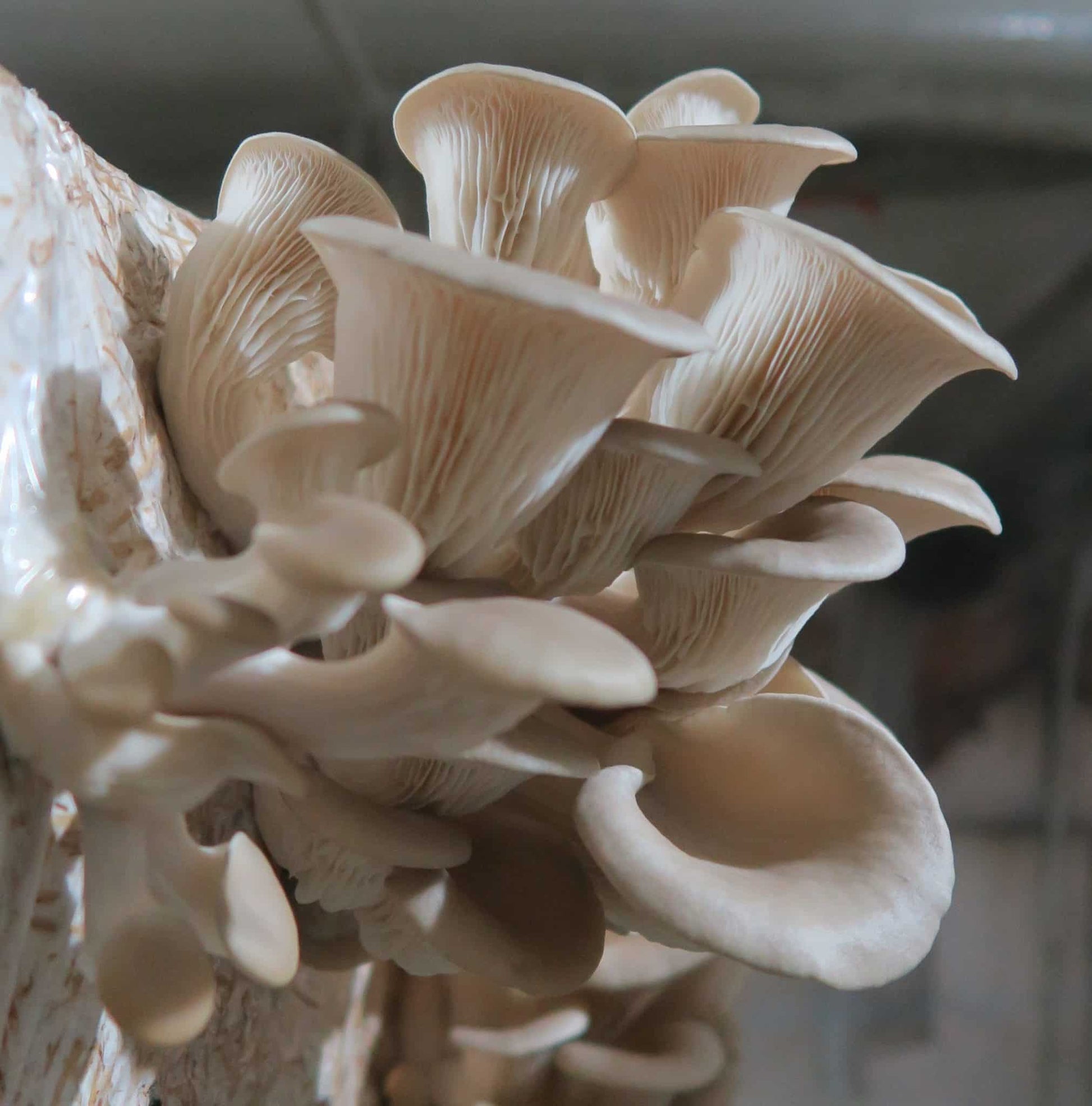 Grey Oyster Mushroom strain (Pleurotus ostreatus) - Medifungi