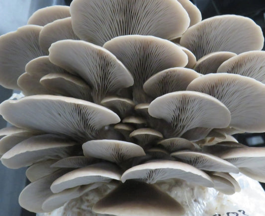 Grey Oyster Mushroom strain (Pleurotus ostreatus) - Medifungi