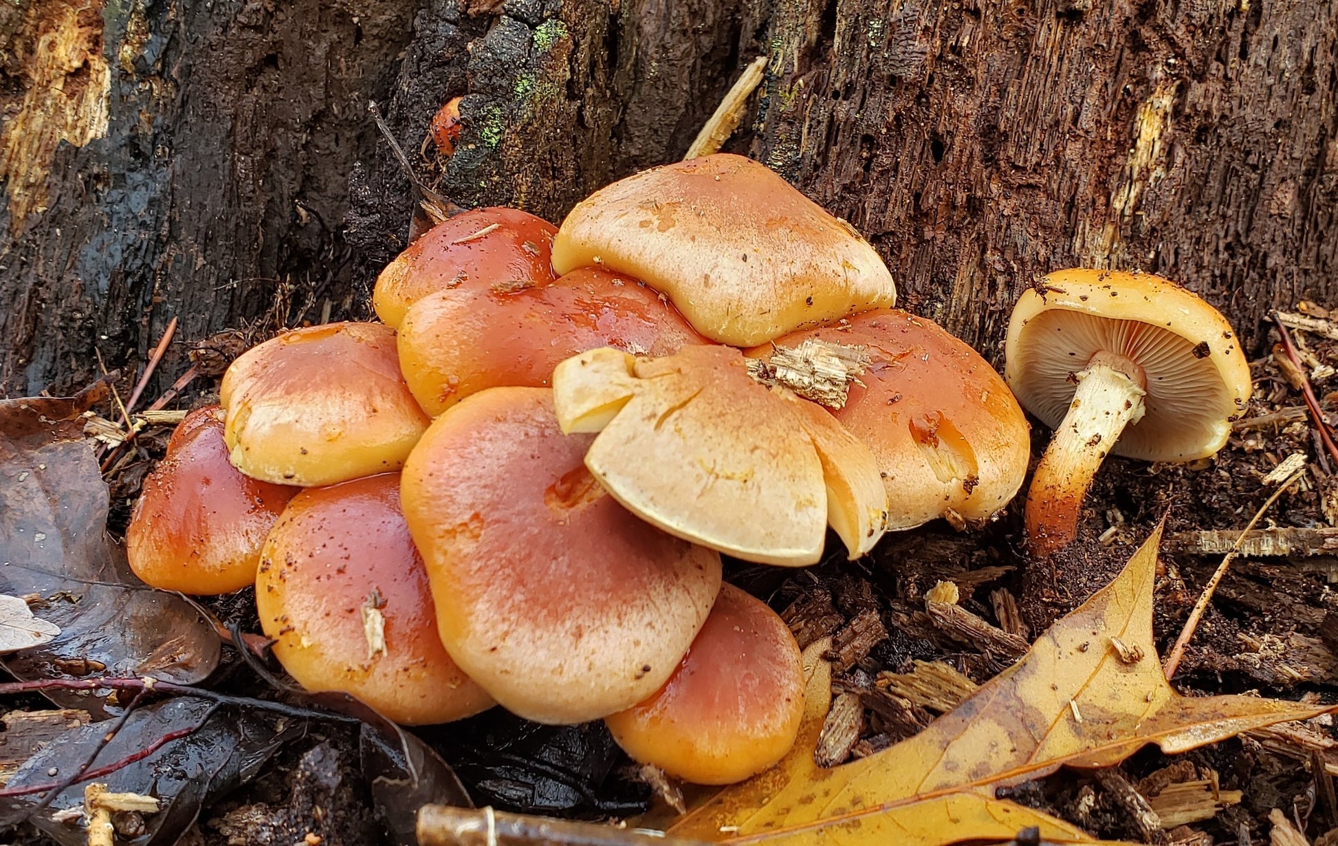 Brick Cap Mushroom Strain (Hypholoma sublateritium) - Best Quality, Fresh Mushroom Mycelium Spawn Medifungi