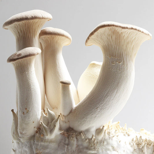 King Oyster mushroom strain (Pleurotus eryngii) - best quality, fresh, mushroom mycelium spawn, on rye grain