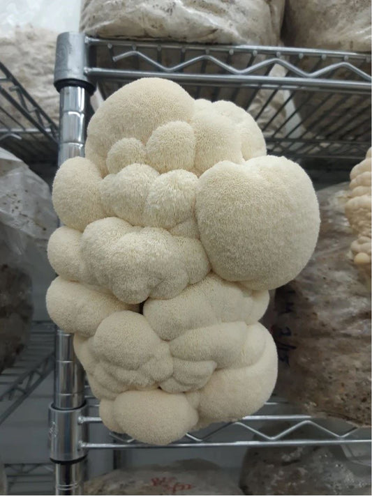 Lion's Mane Mushroom strain (Hericum erinaceus) - Medifungi