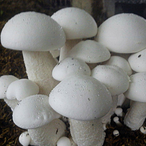 Milky White mushroom strain (Calocybe indica) - best quality, fresh, mushroom mycelium spawn, on rye grain