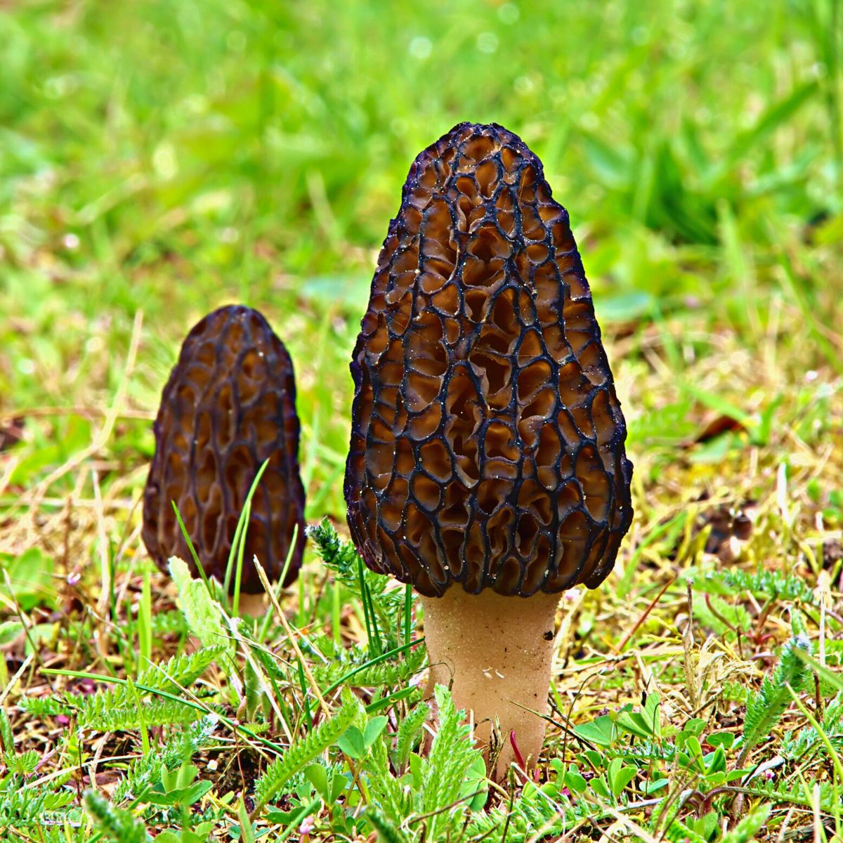 Black Morel mushroom strain (Morchella elata) - best quality, fresh, mushroom mycelium spawn, on rye grain