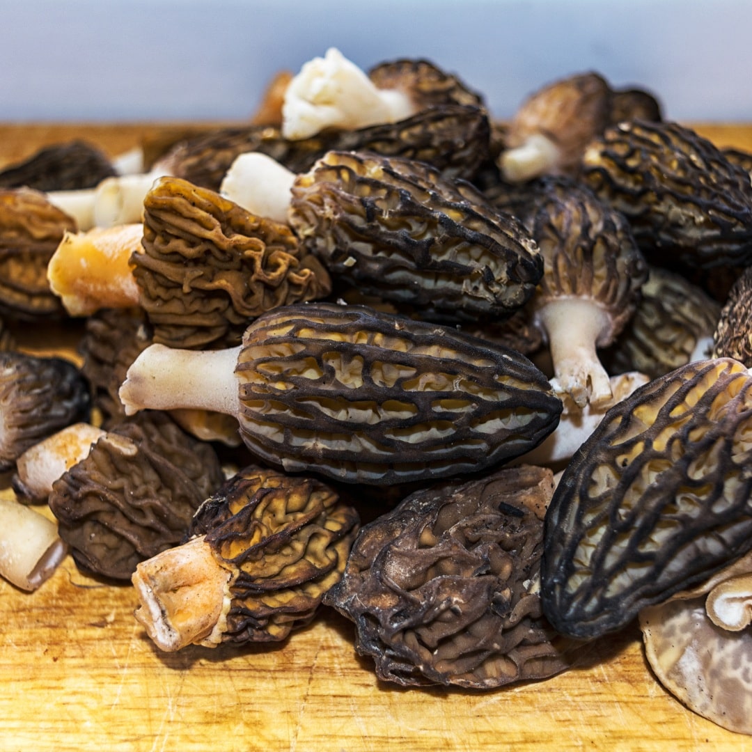 Black Morel mushroom strain (Morchella elata) - best quality, fresh, mushroom mycelium spawn, on rye grain