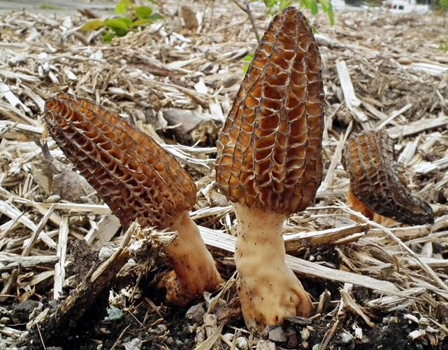 Black Morel mushroom strain (Morchella elata) - best quality, fresh, mushroom mycelium spawn, on rye grain