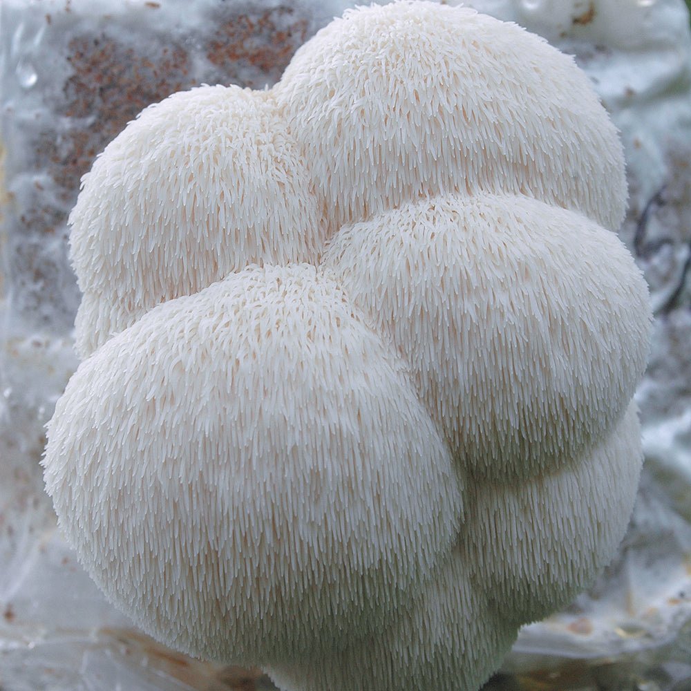 Mycological Kit - Educational - Beginners - Grow your own mushrooms project - Medifungi