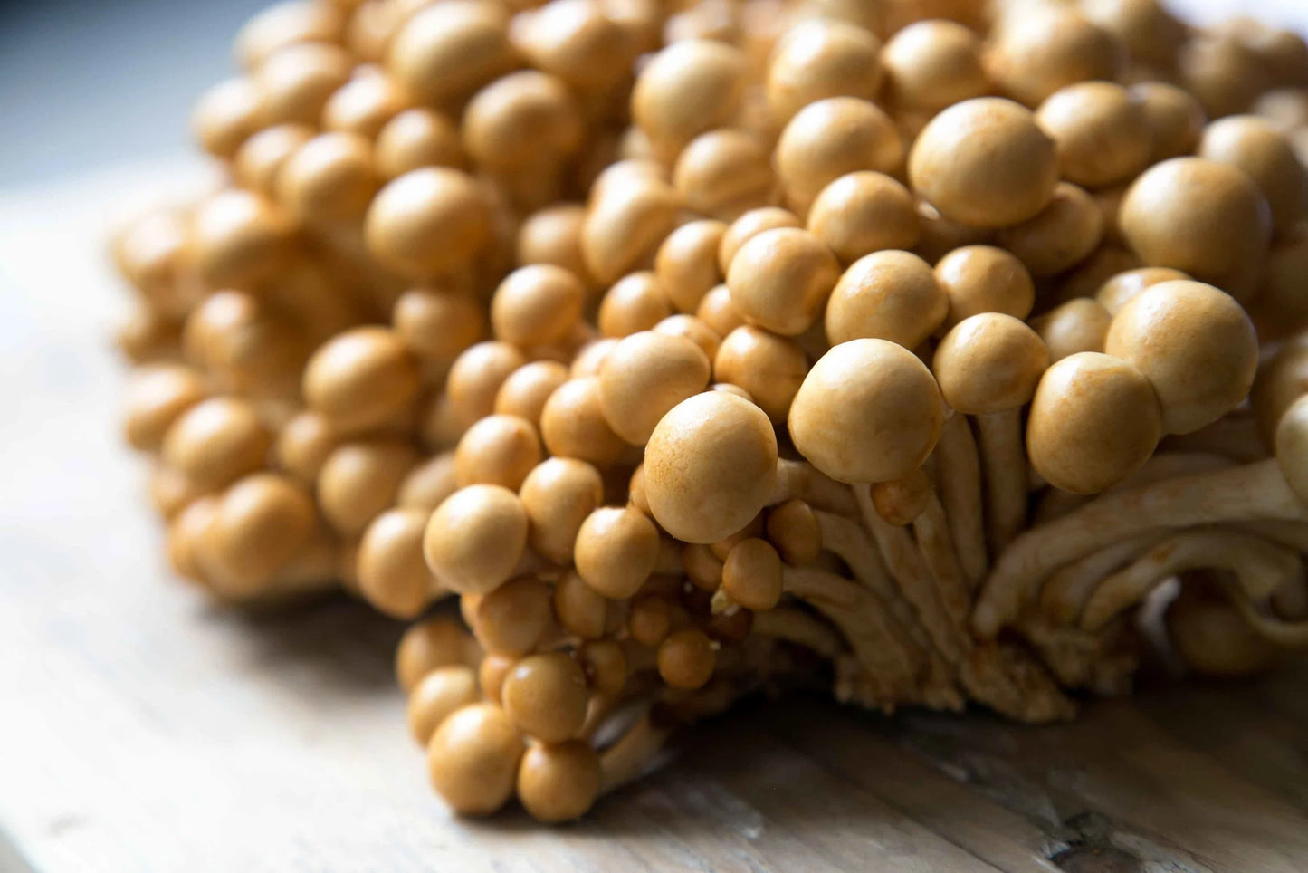 Nameko mushroom strain (Pholiota microspora/nameko) - best quality, fresh, mushroom mycelium spawn