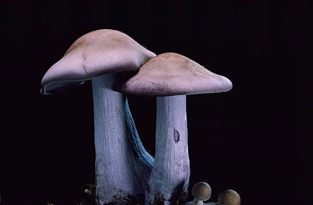 Pied Blue mushroom strain (Collybia nuda) - best quality, fresh, mushroom mycelium spawn