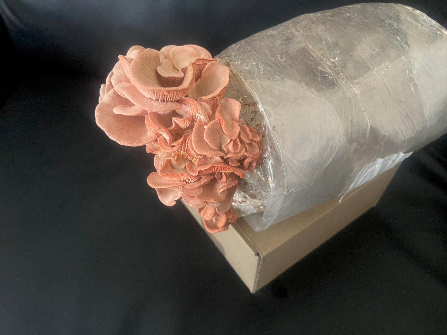 Pink Oyster Mushroom strain (Pleurotus djamor) - best quality, fresh, mushroom mycelium spawn, on rye grain - Medifungi