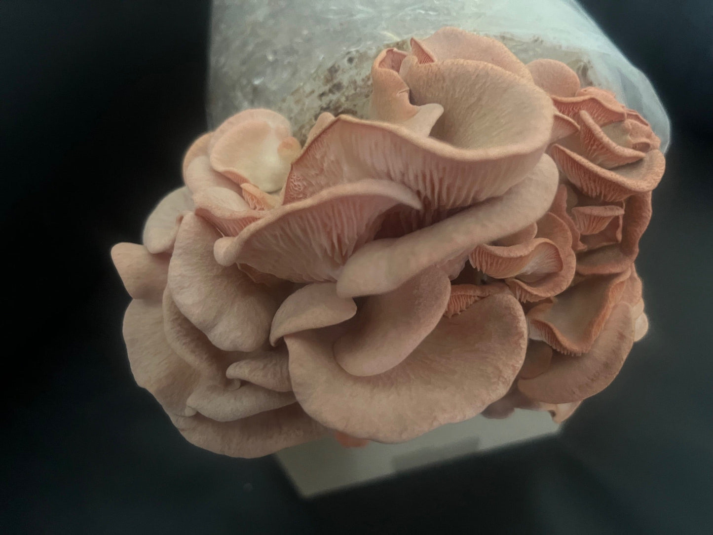 Pink Oyster Mushroom strain (Pleurotus djamor) - best quality, fresh, mushroom mycelium spawn, on rye grain - Medifungi