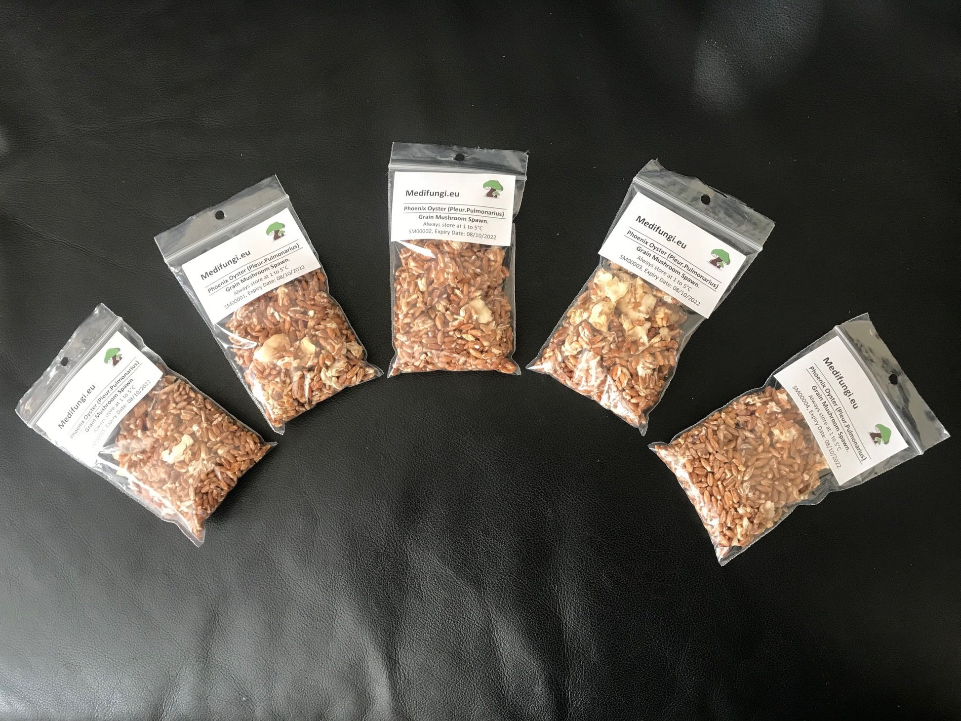 Pink Oyster Mushroom strain (Pleurotus djamor) - best quality, fresh, mushroom mycelium spawn, on rye grain - Medifungi