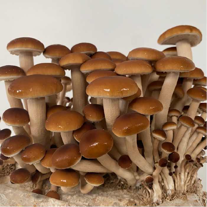 Pioppino, Black Poplar Mushroom M4101 spawn strain (Cyclocybe aegerita) - Medifungi