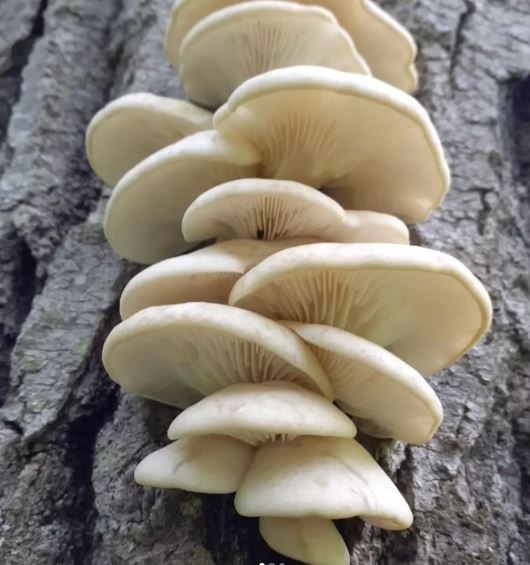 Poplar / Aspen Oyster mushroom strain (Pleurotus populinus) - best quality, fresh, mushroom mycelium spawn