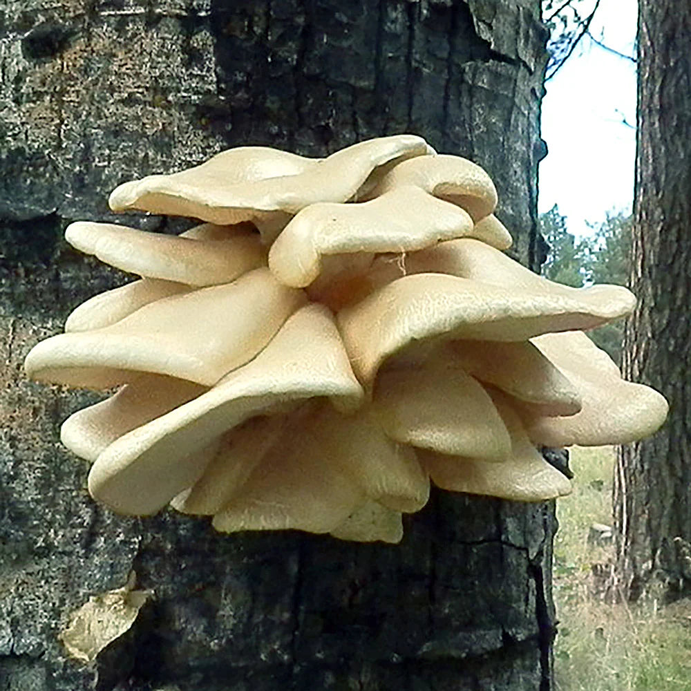 Poplar / Aspen Oyster mushroom strain (Pleurotus populinus) - best quality, fresh, mushroom mycelium spawn