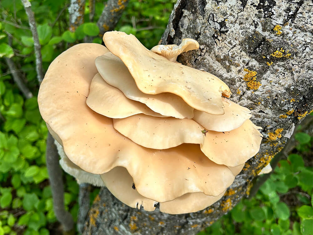 Poplar / Aspen Oyster mushroom strain (Pleurotus populinus) - best quality, fresh, mushroom mycelium spawn