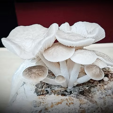 Porcelain Fungus/Mushroom Strain (Oudemansiella mucida) - Best Quality, Fresh Mushroom Mycelium Spawn Medifungi