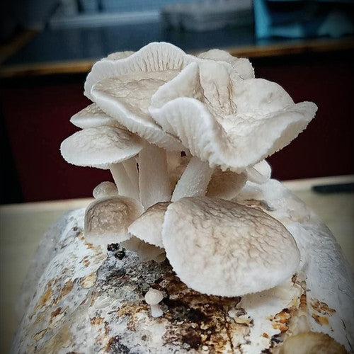 Porcelain Fungus/Mushroom Strain (Oudemansiella mucida) - Best Quality, Fresh Mushroom Mycelium Spawn Medifungi